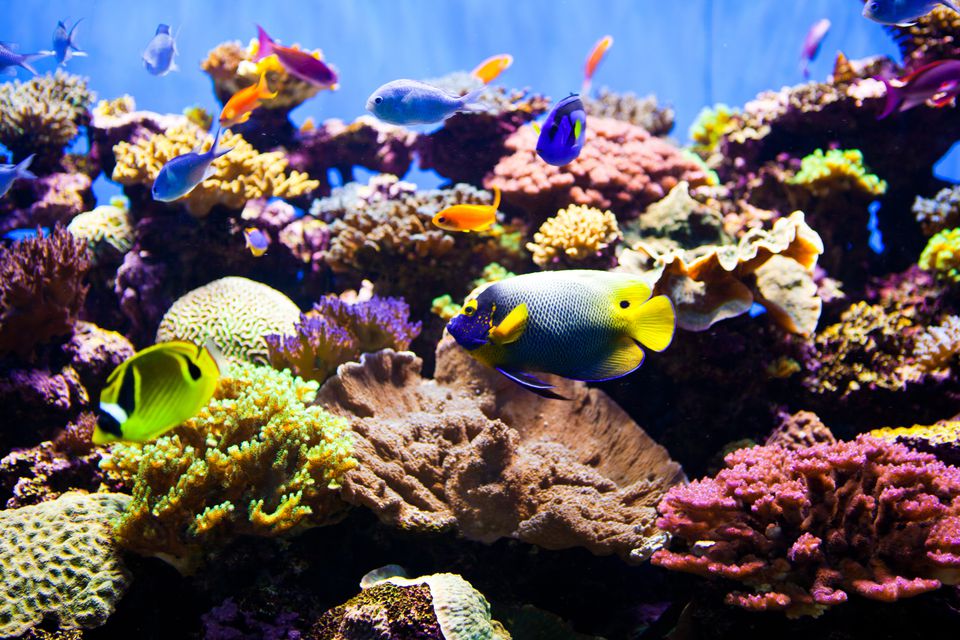 Aquarium reef tank