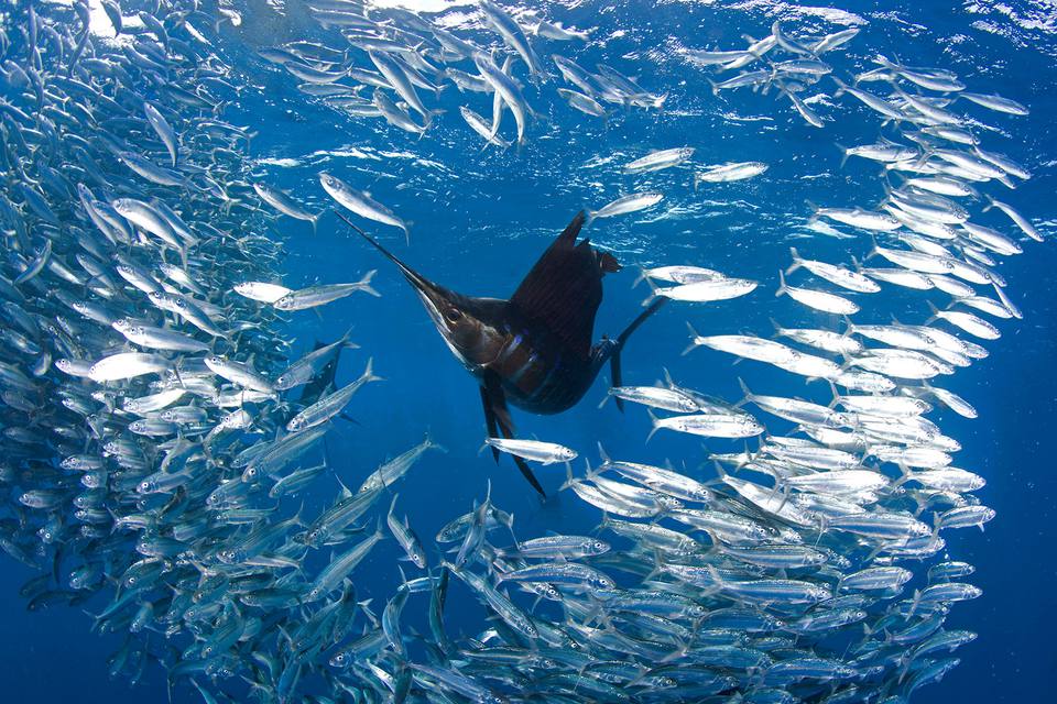 Sailfish hunting sardines