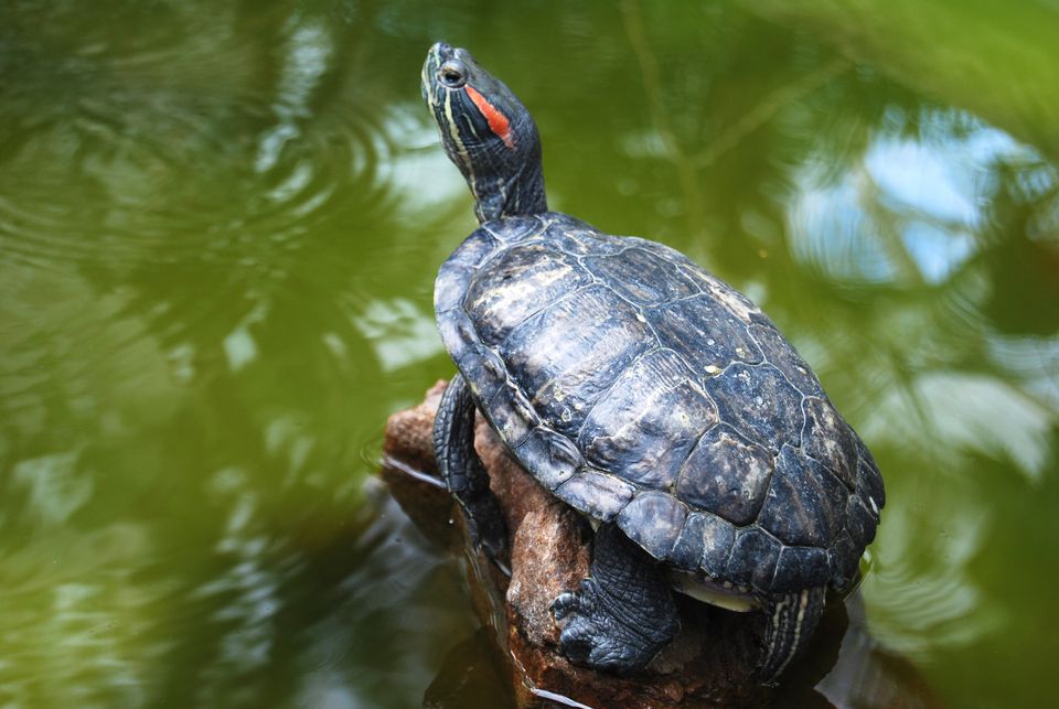 A red-eared slider turtle
