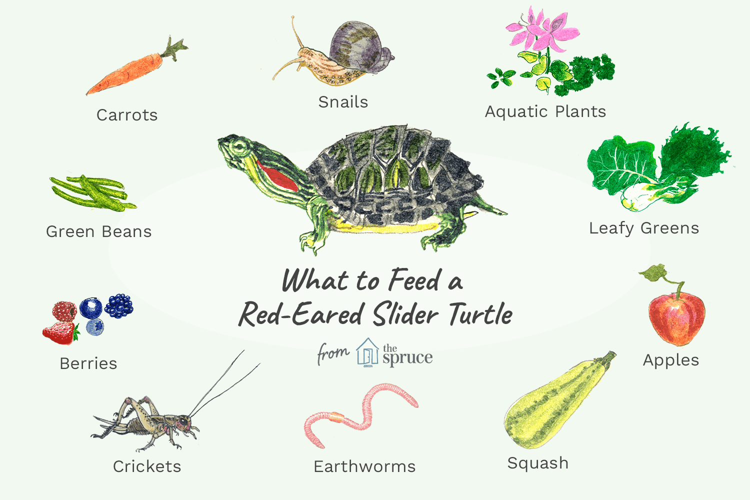 illustration of what to feed a red-eared slider turtle