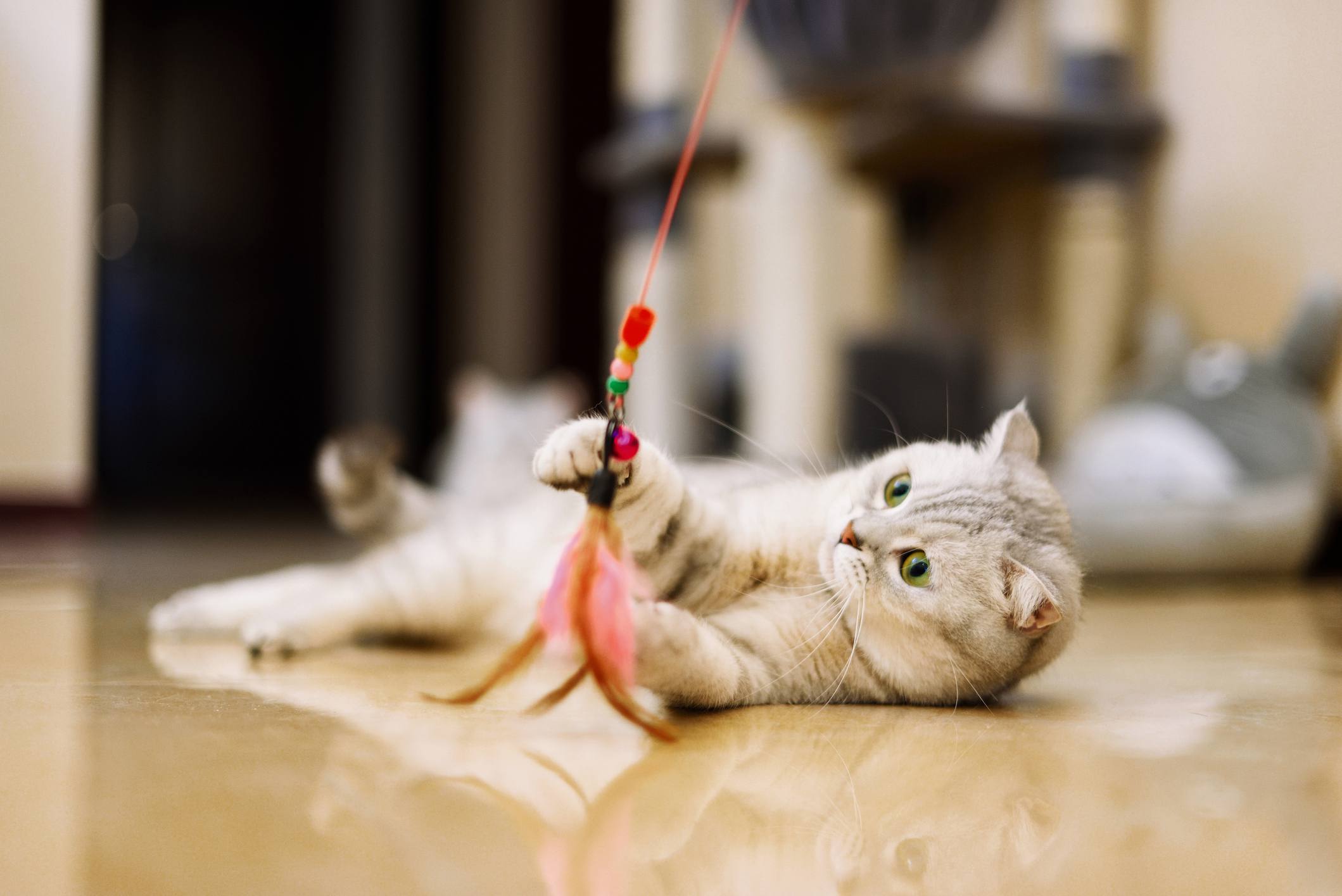 Cat plays with feather toy