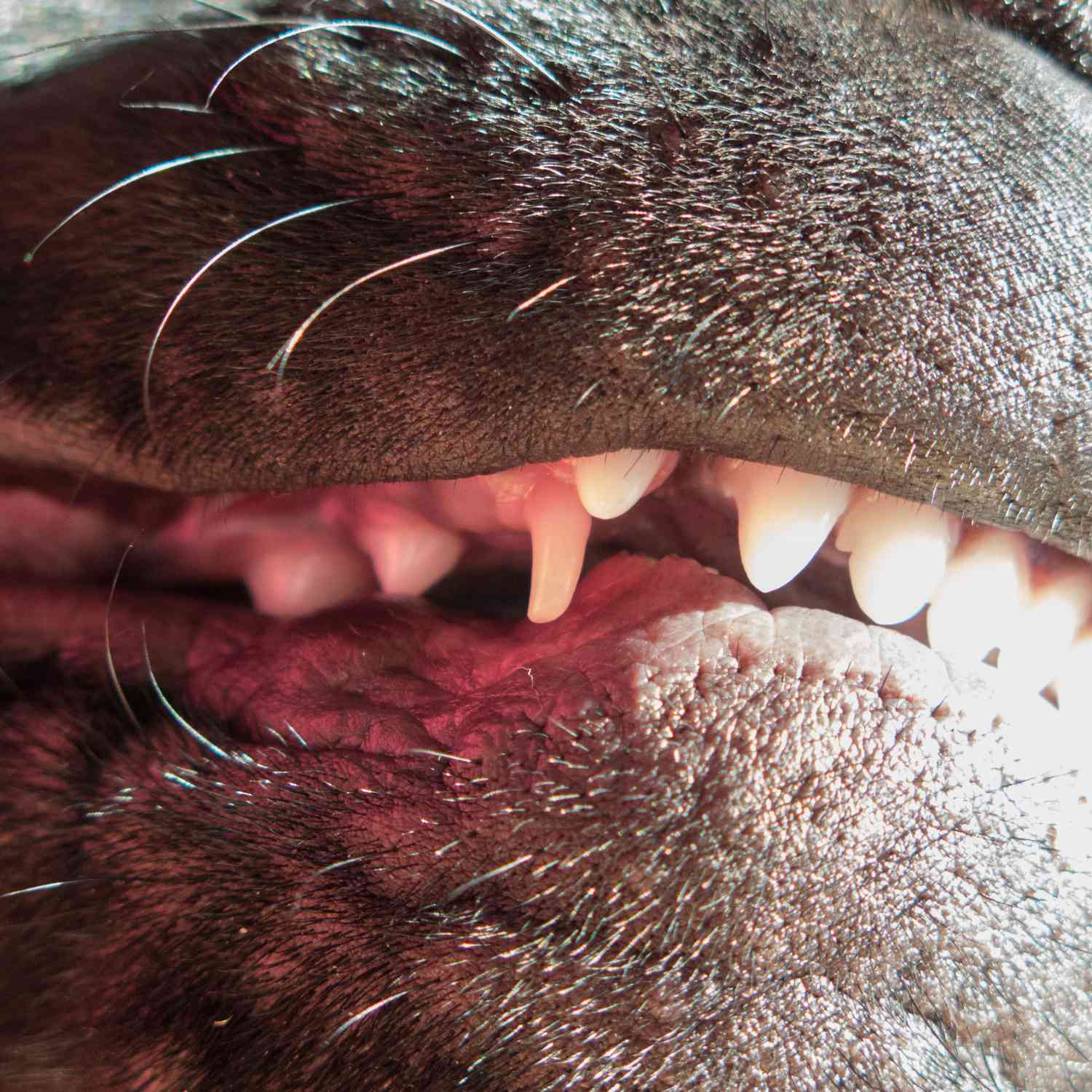 Close-up of a retained canine tooth in a dog.