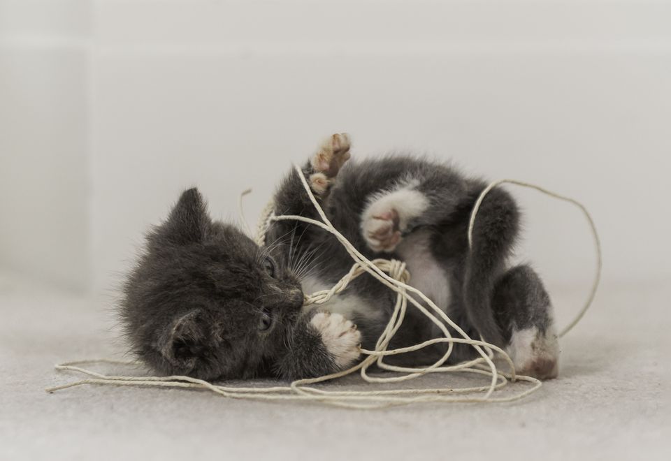 Kitten playing with string