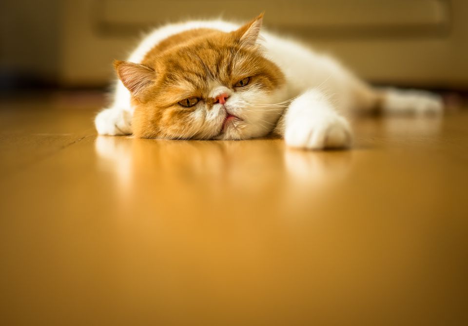 tired cat