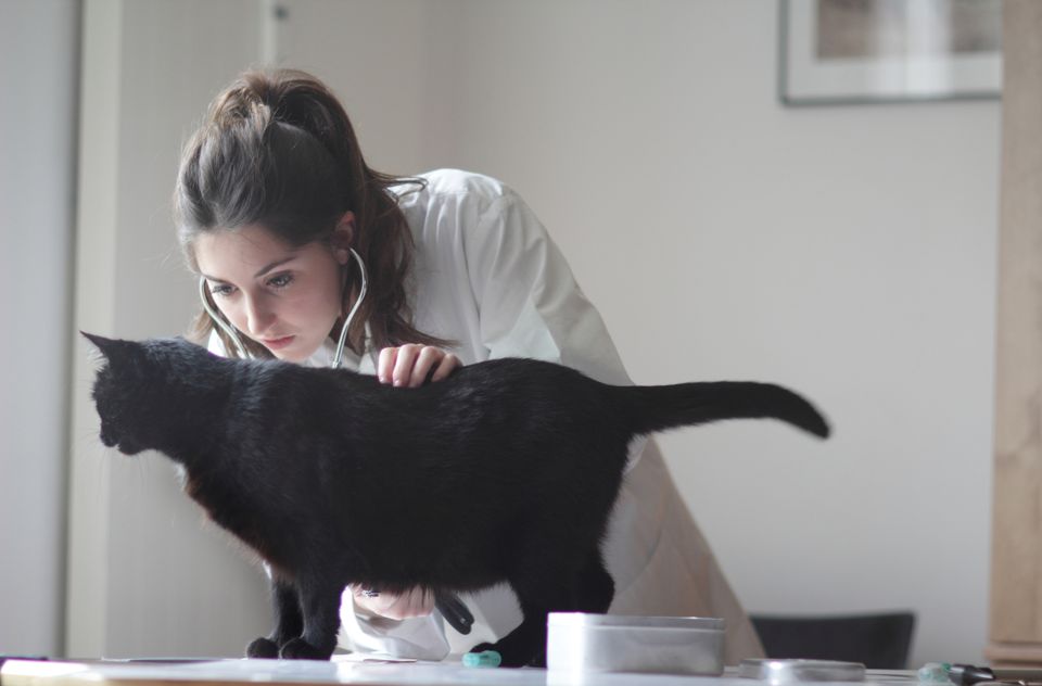 Veterinarian examining black cat.