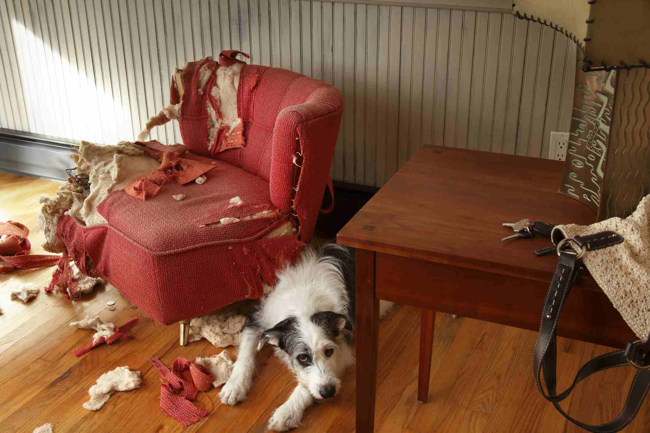 Mischievous dog sitting next torn furniture