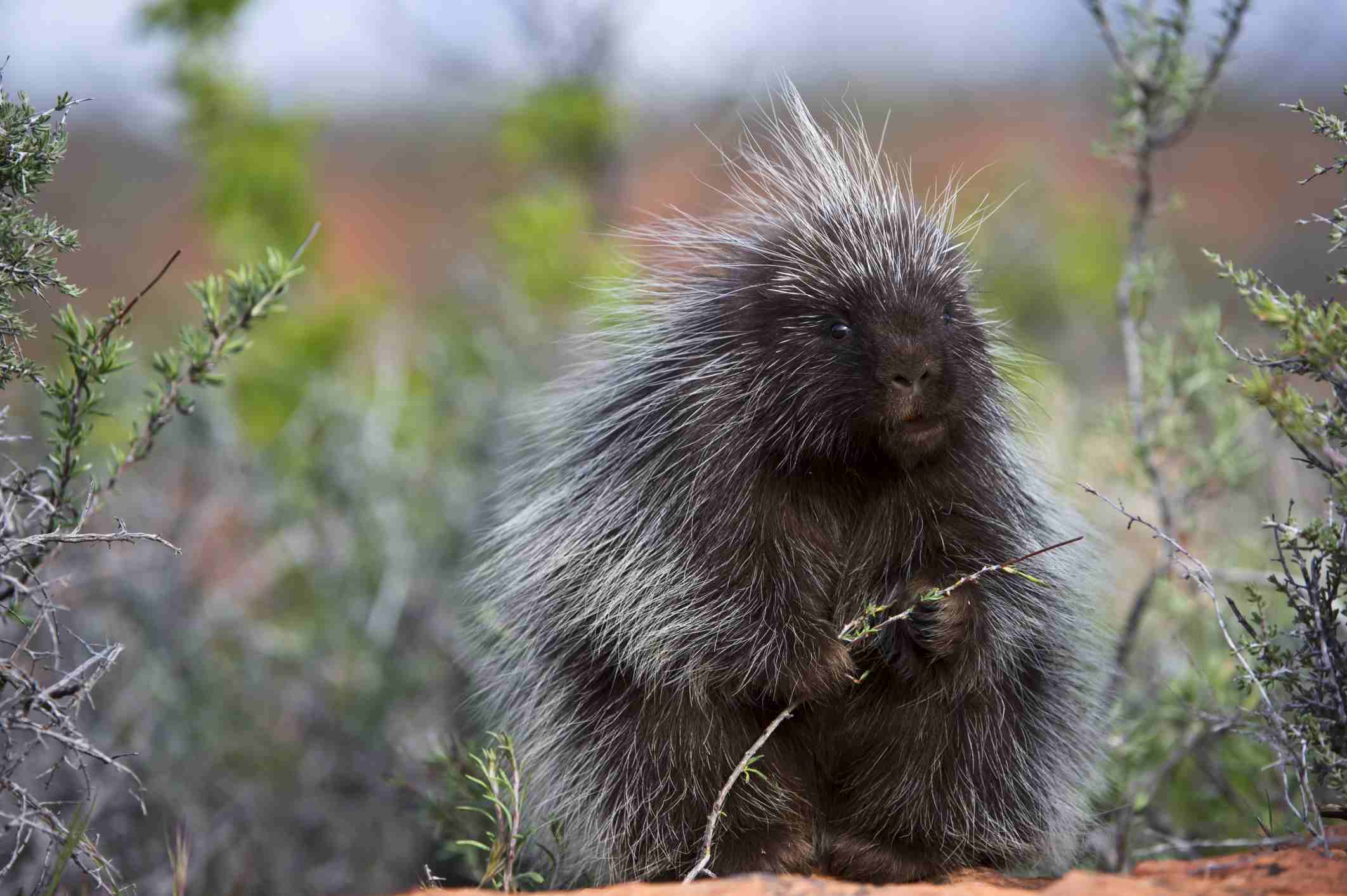 Porcupine sitting holding a twig