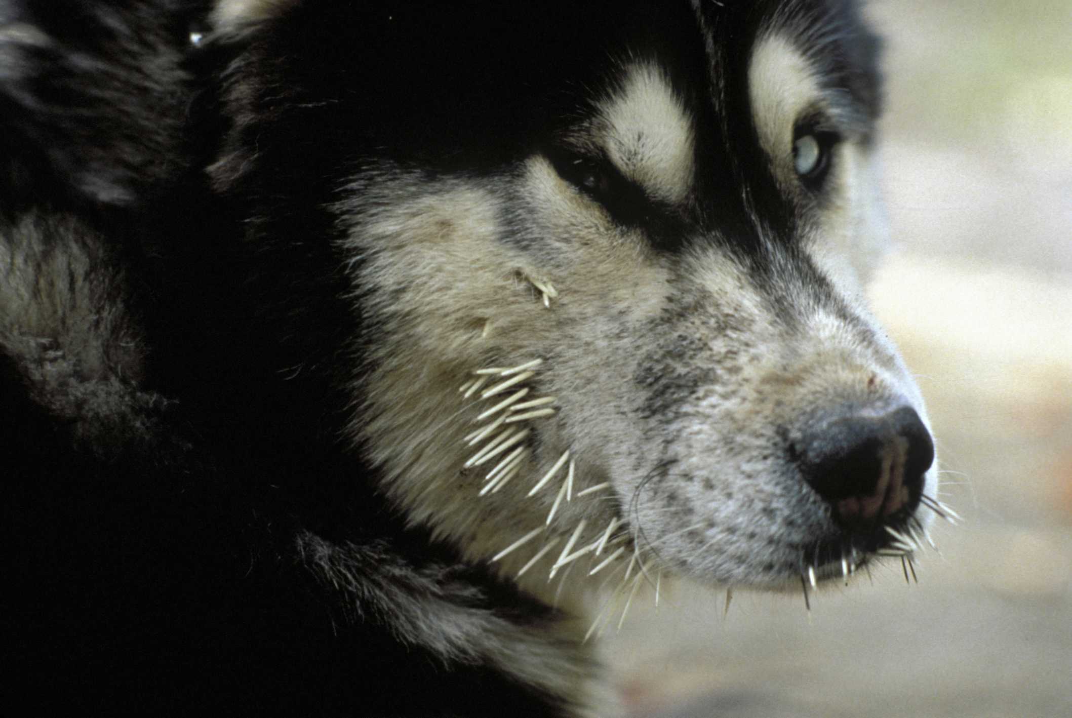 Malamute with quills in its muzzle