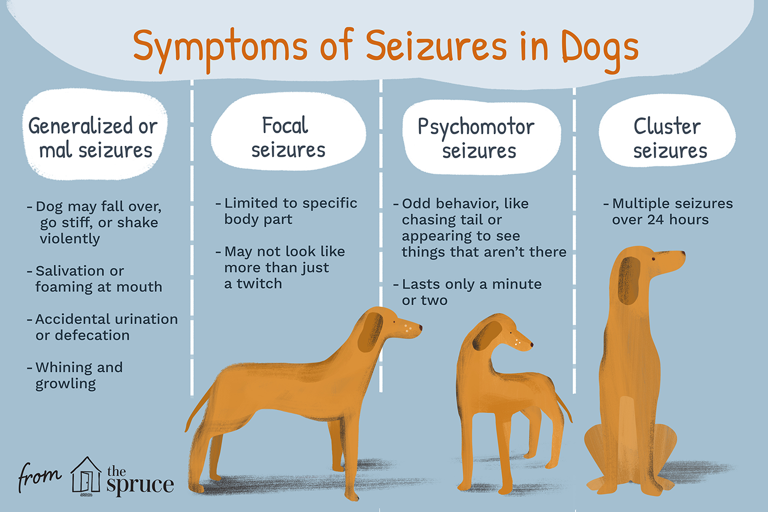symptoms of seizures in dogs