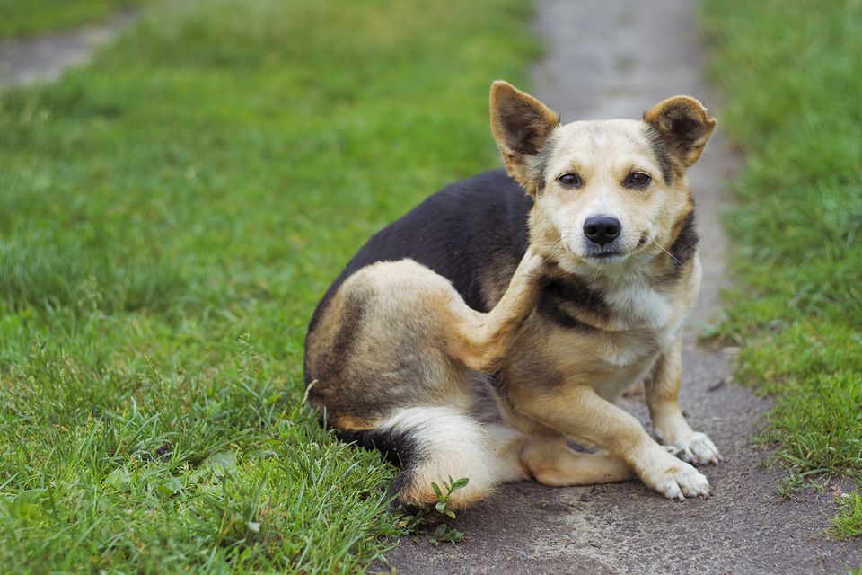 Dog scratching its neck
