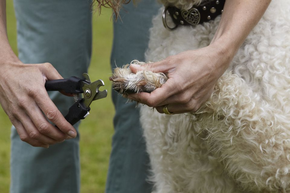 Woman trimming dog nails