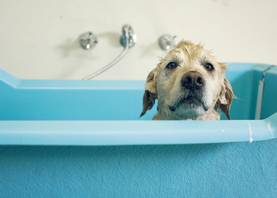 Golden retriever dog in bath