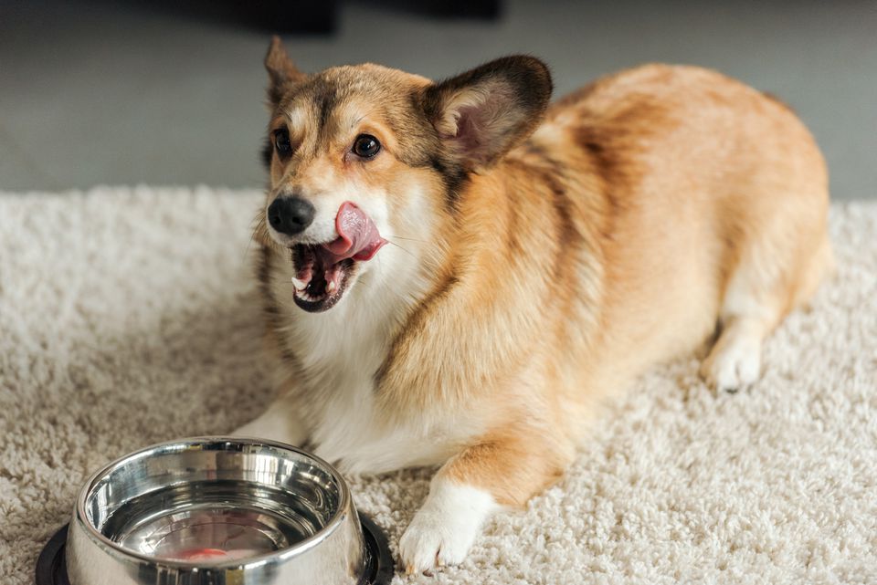 Corgi drinking from a bowl of water