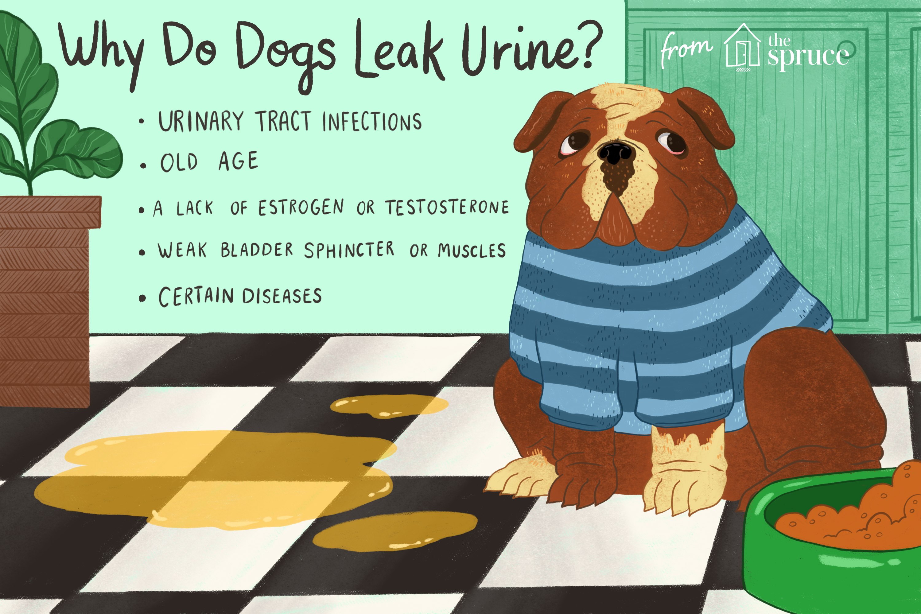 why do dogs leak urine illustration