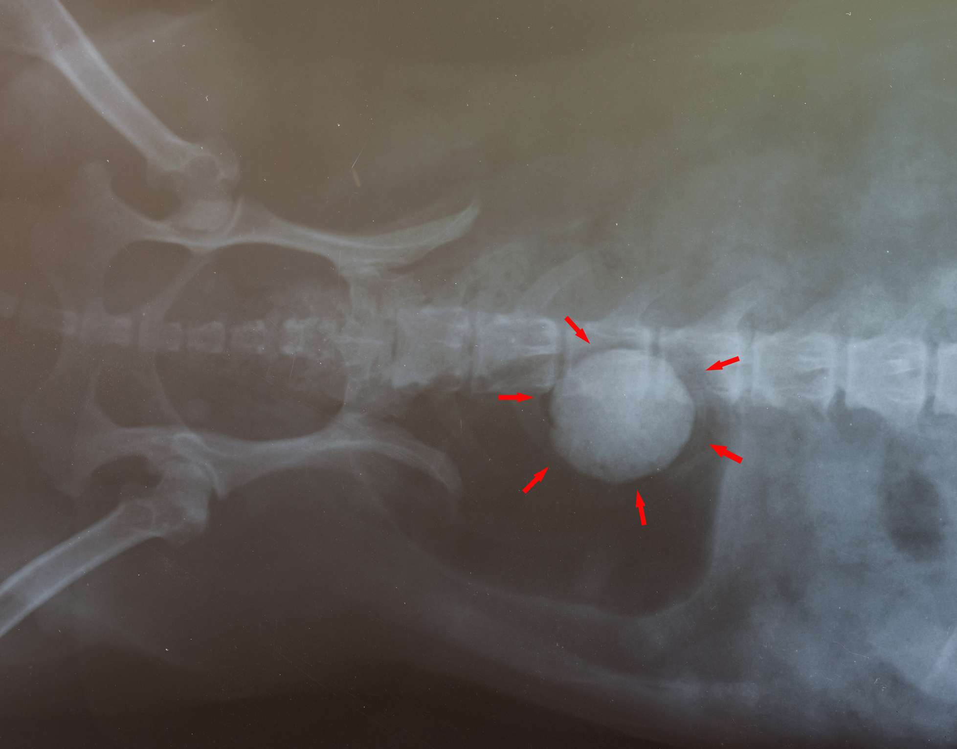 X-ray of dog bladder stone.