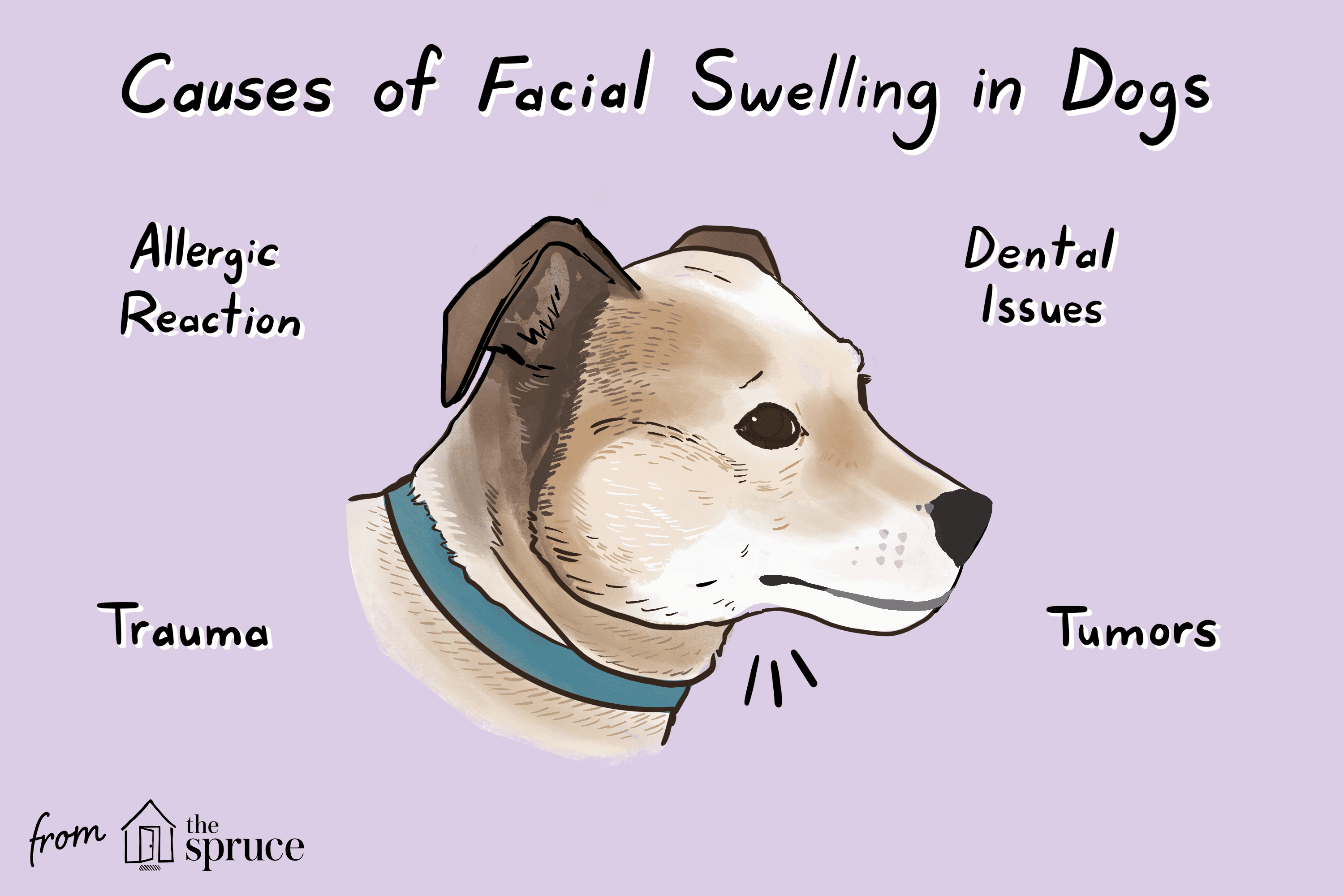 facial swelling in dogs illustration