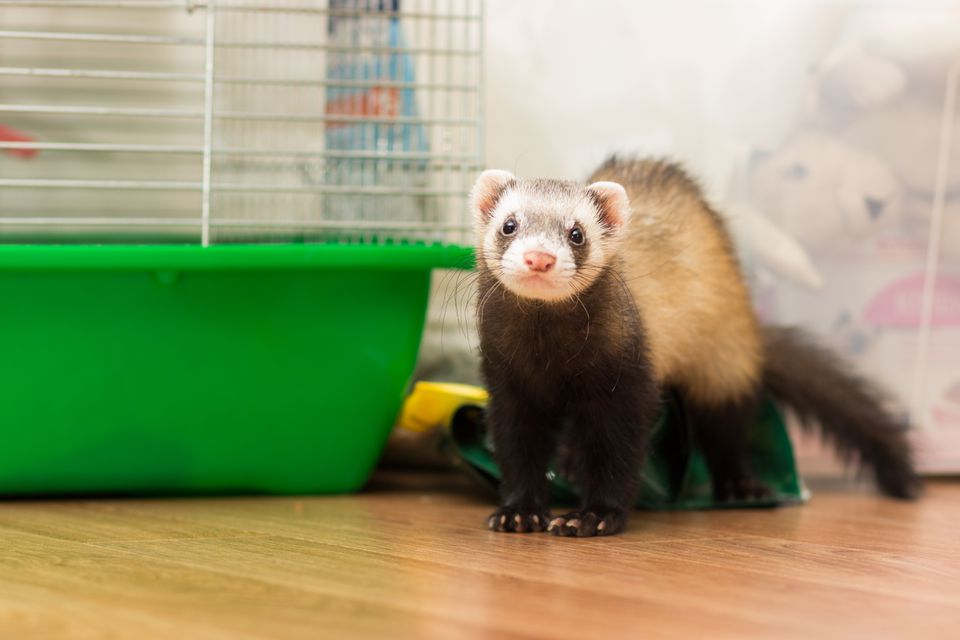 Ferret for 5 months sits on the floor near its cage