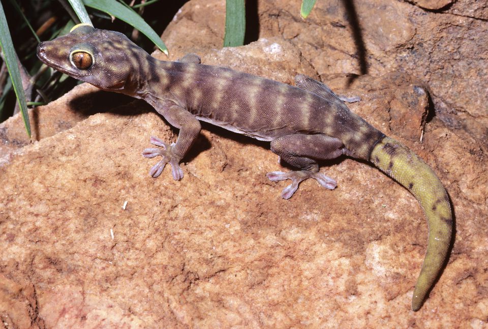 Giant cave gecko