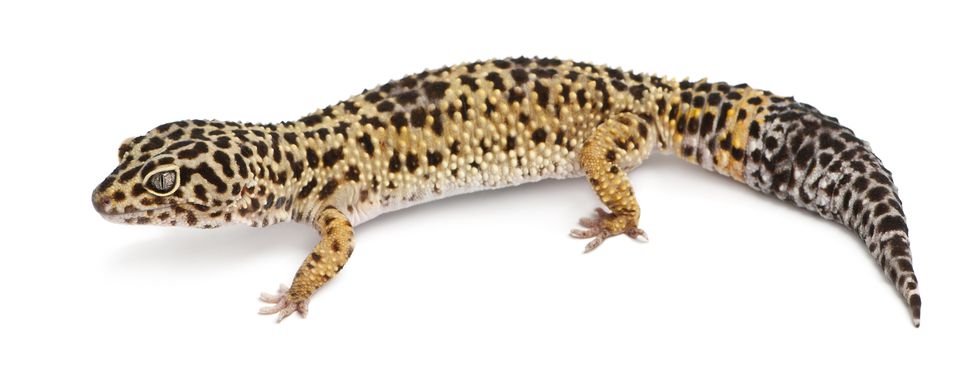 High yellow Leopard gecko, Eublepharis macularius, in front of white background