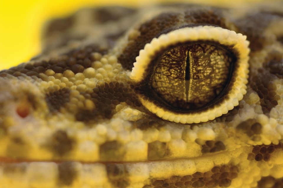 Close-up of leopard gecko eye