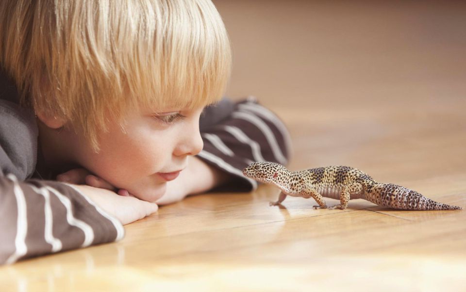 Boy with leopard gecko