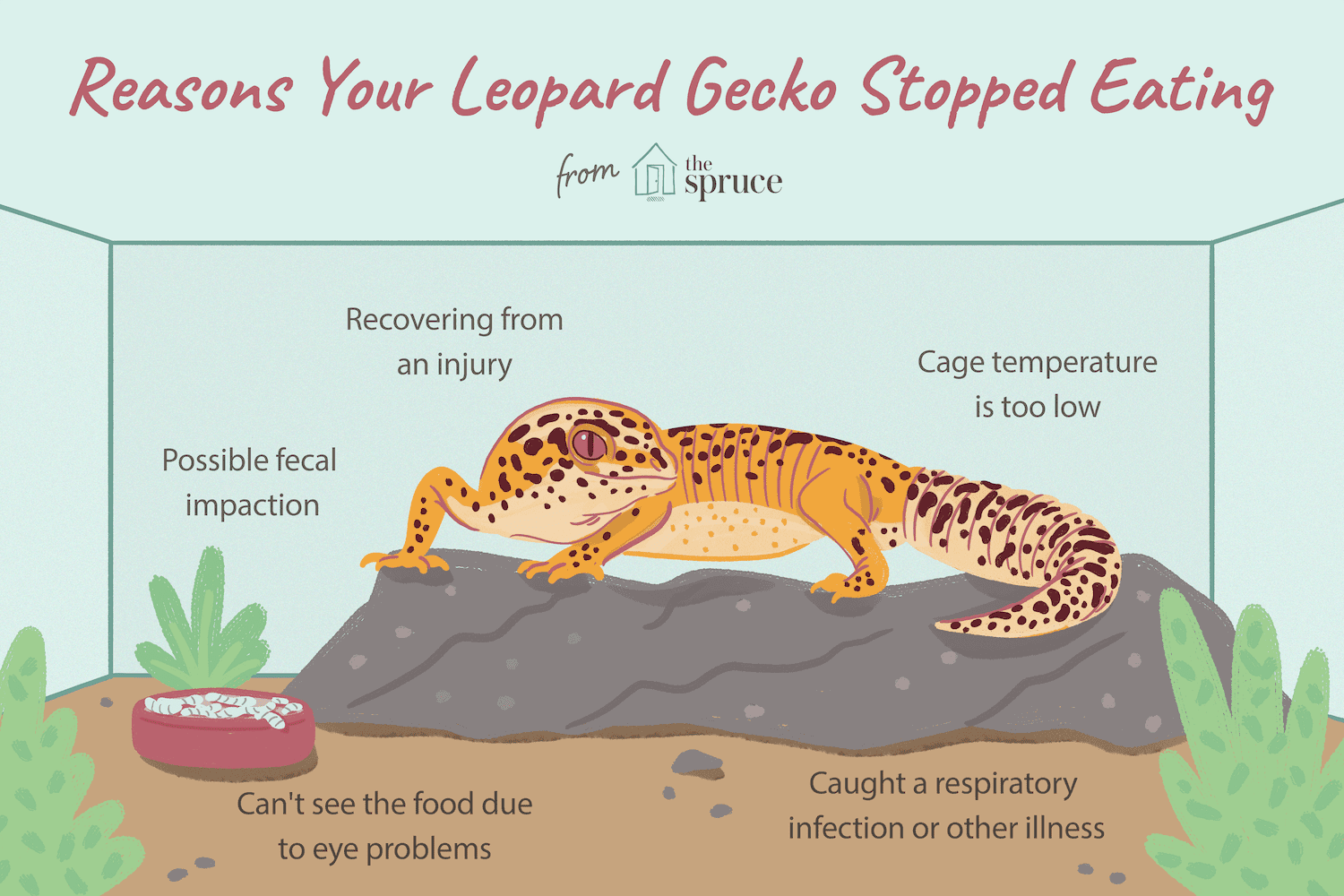 illustration of reasons leopard geckos stop eating