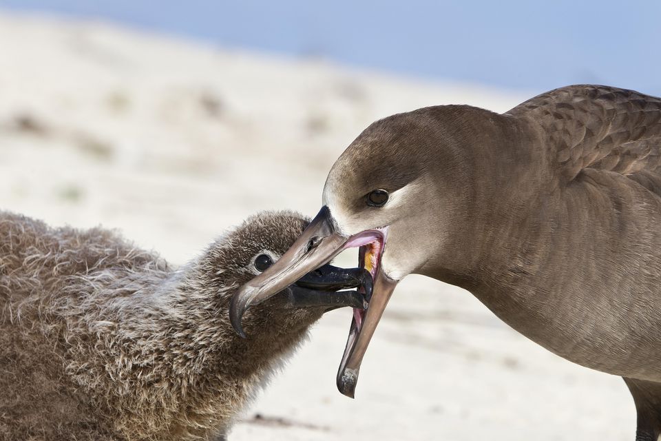 Black-footed albatross regurgitating food