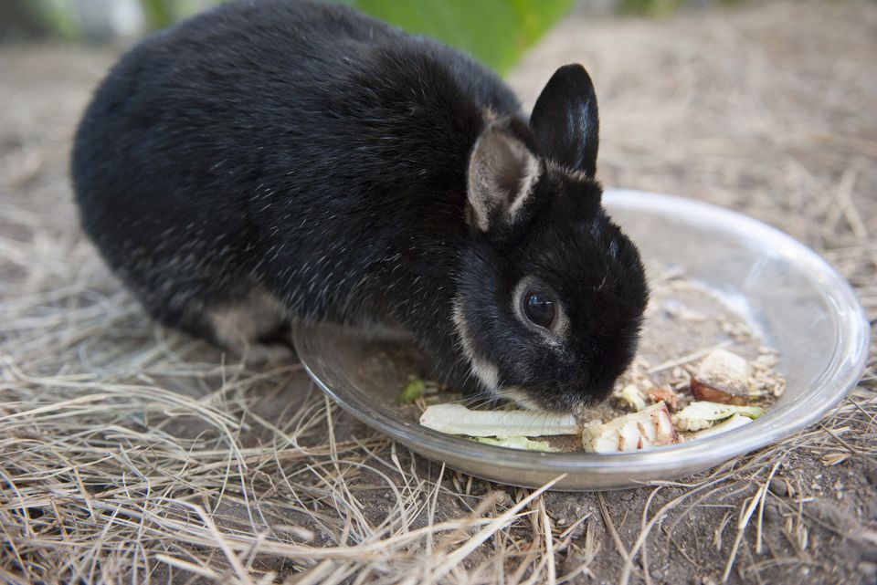 Pet rabbit eating vegetables from a plate