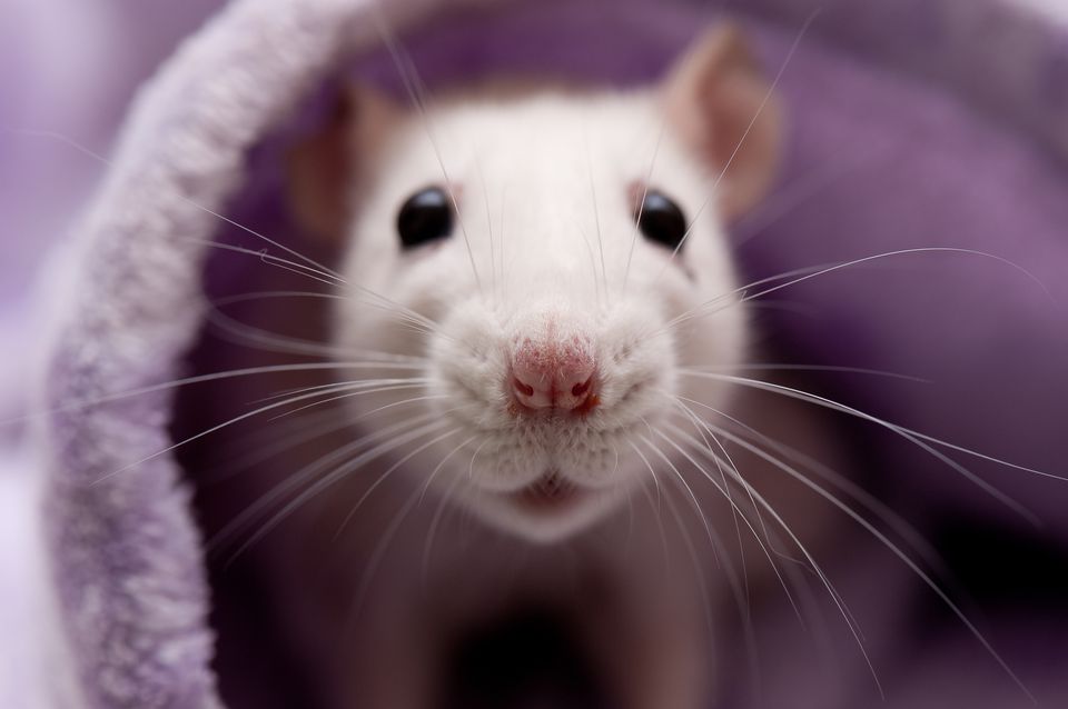Pet white rat