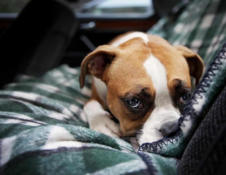 Boxer Puppy in Rear Seat of Car