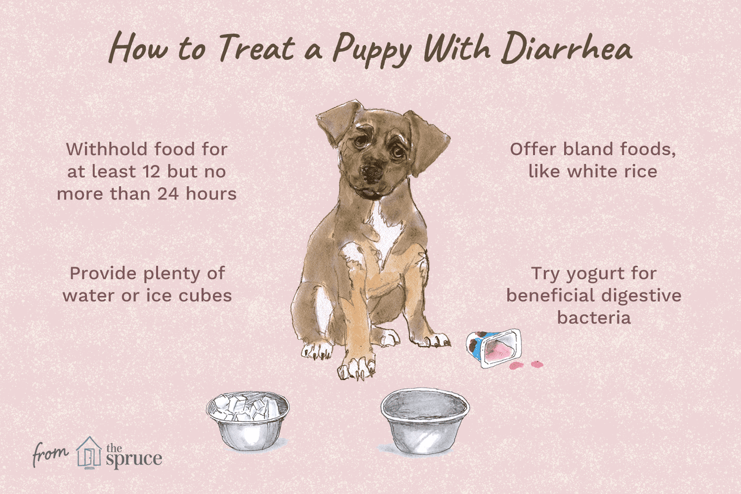 illustration of how to treat a puppy with diarrhea
