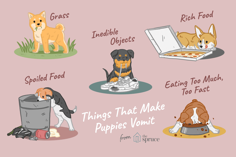 why puppies vomit
