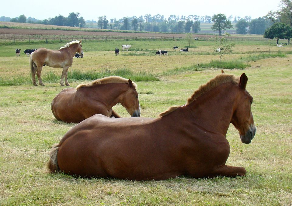 Horses lying in a field