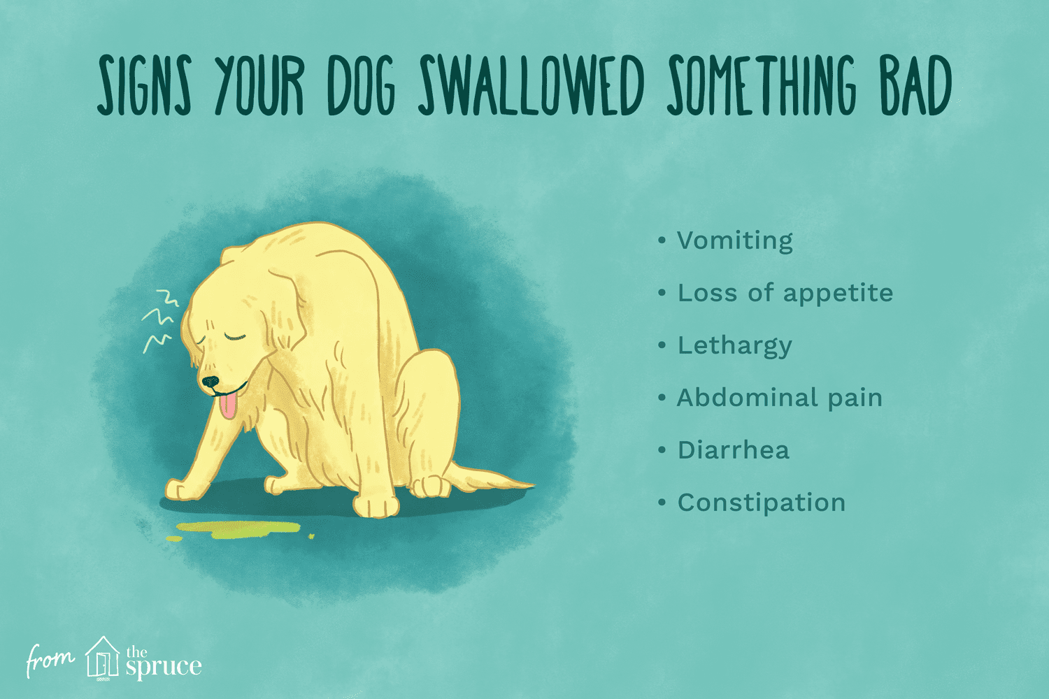 signs your dog swallowed something bad illustration
