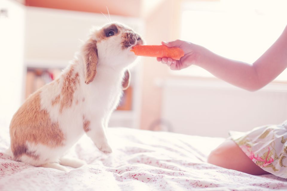 girl feeding rabbit a carrot