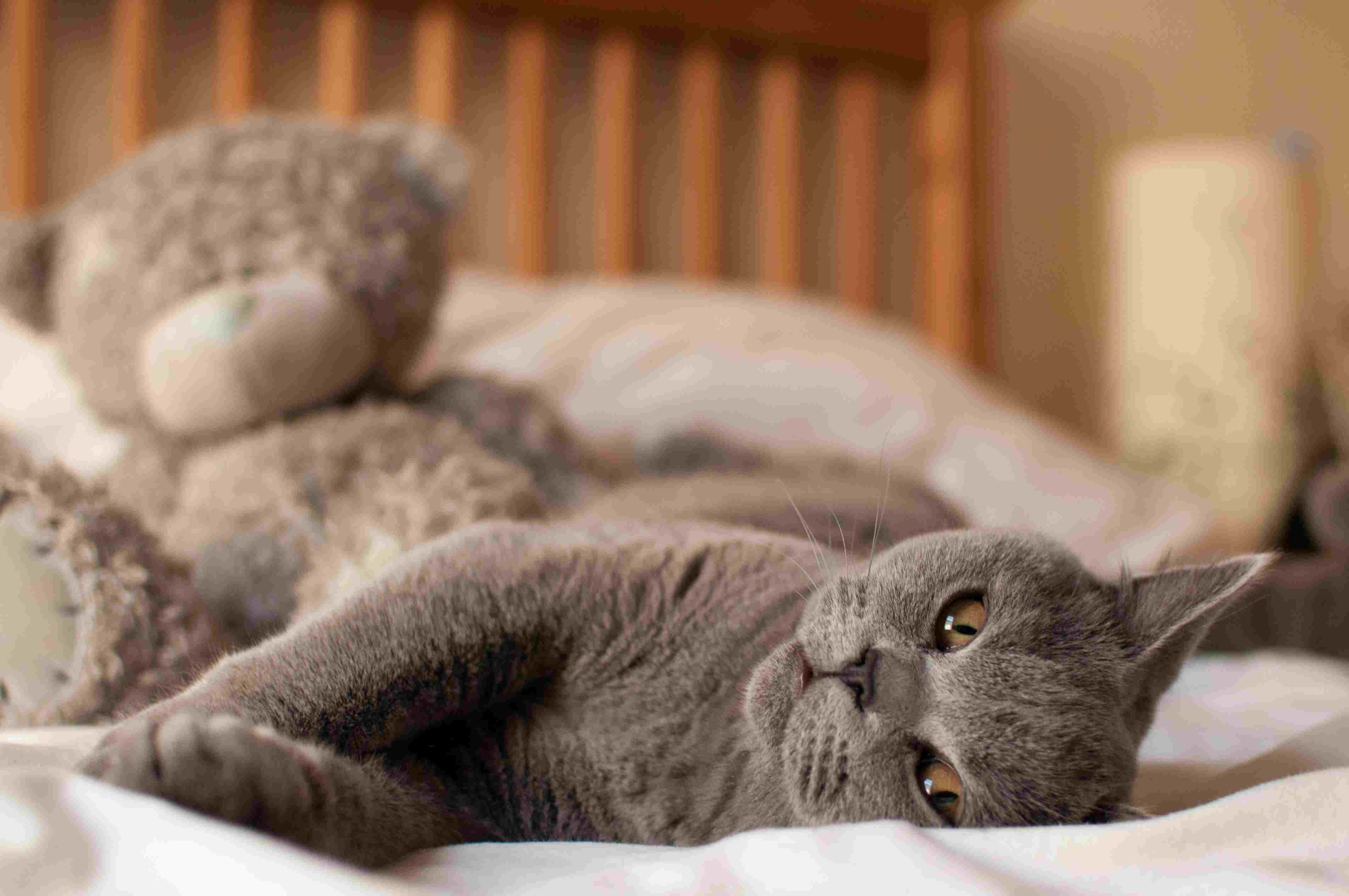 Gray cat lying on bed near a giant teddy bear.