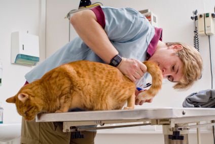 Veterinarian examining orange tabby cat
