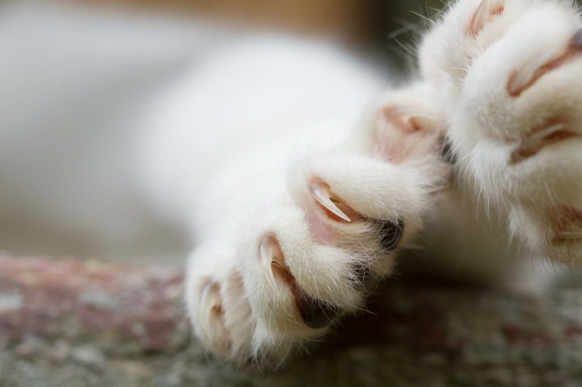 Close-up photo of two cat's claws