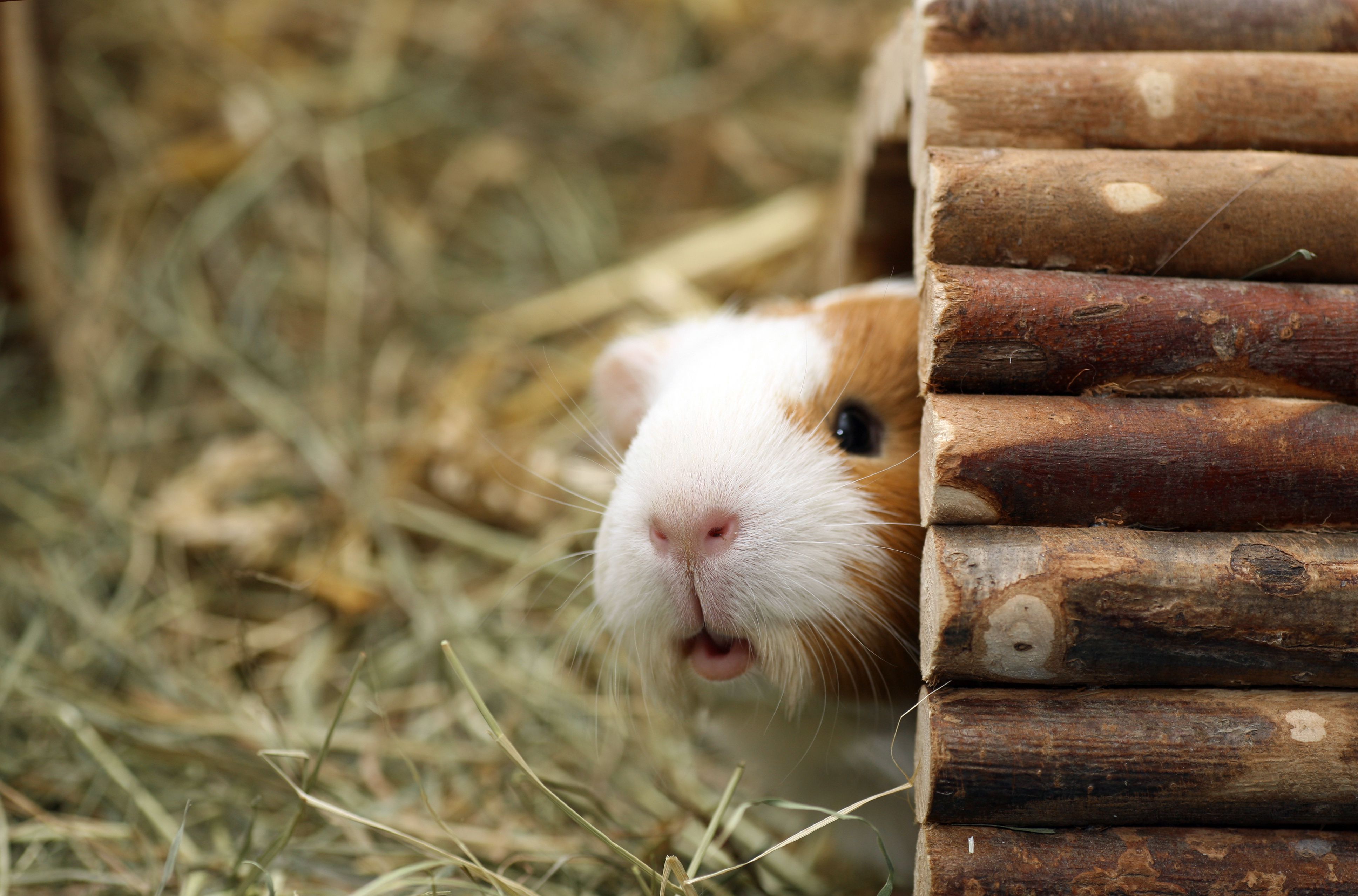 Guinea pig peeking out of his hut