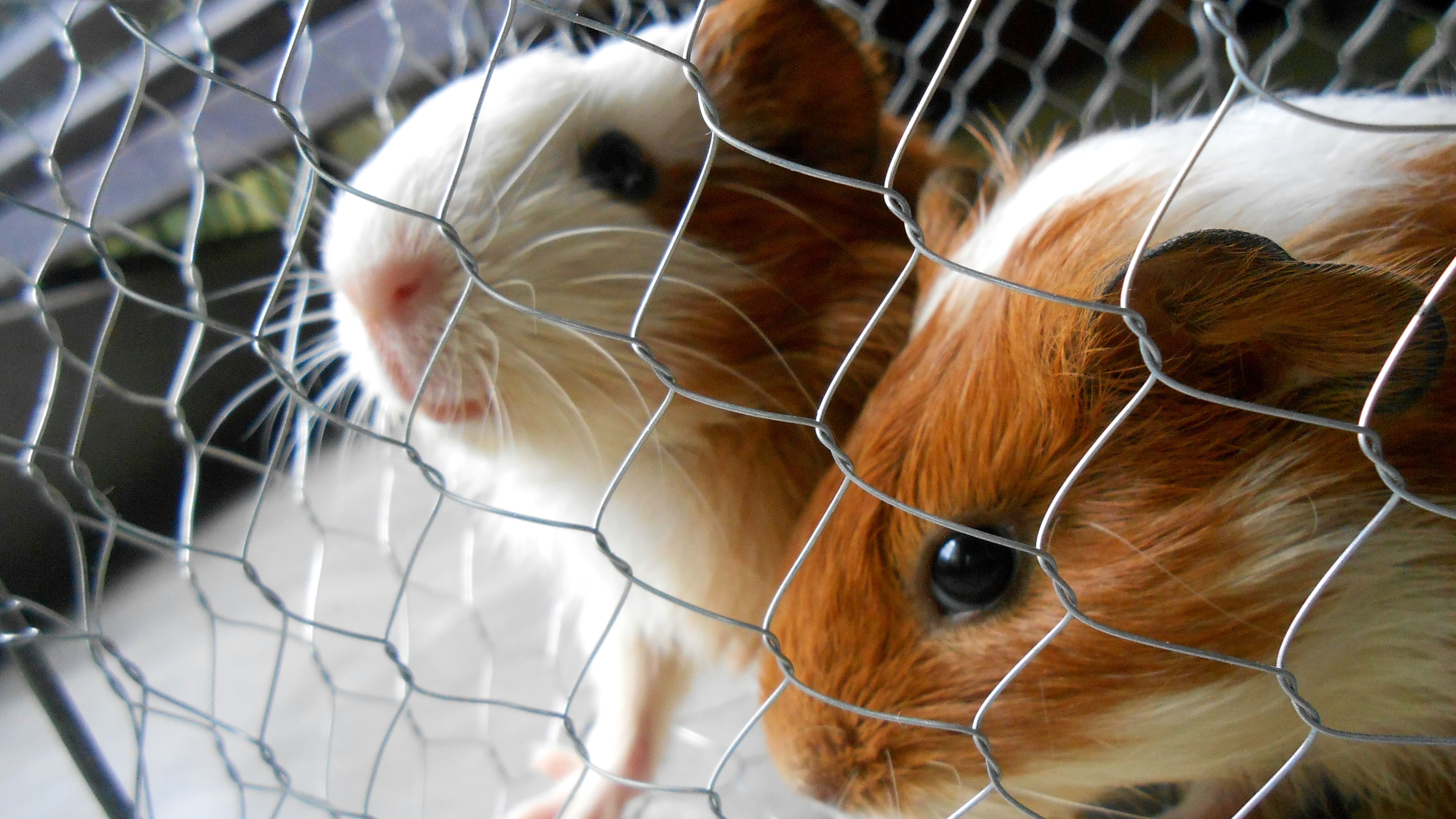Close-Up Of Guinea Pigs In Cage