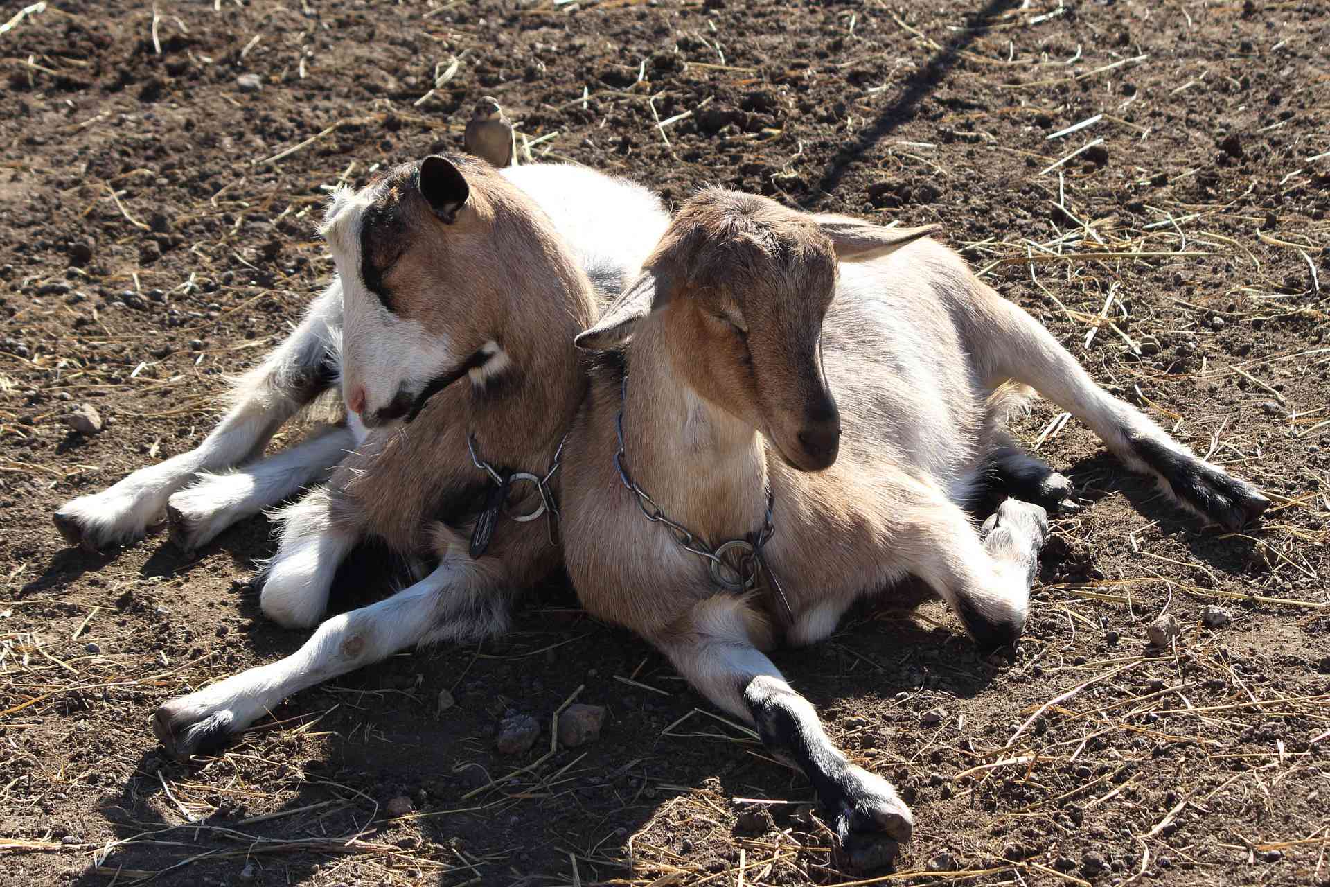 Two goats resting