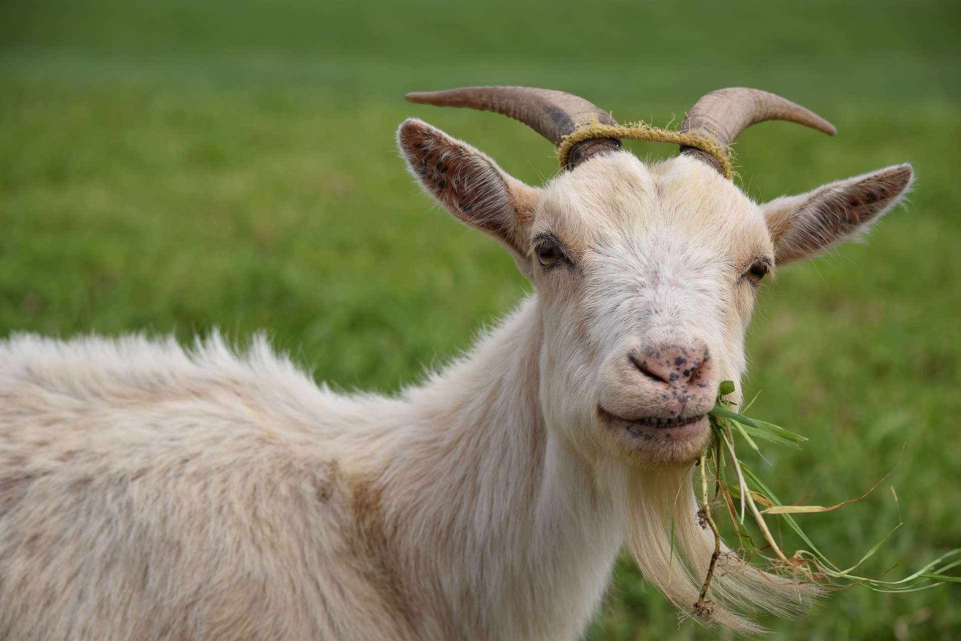 Goat eating