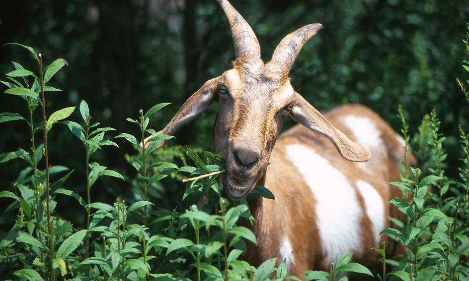 Goat foraging