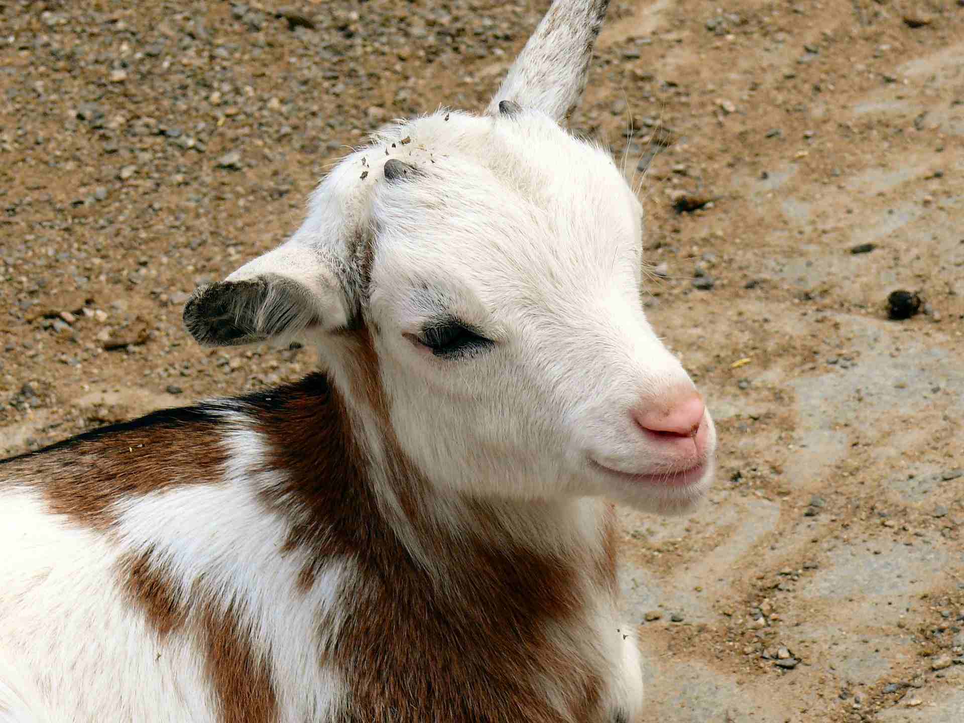 Baby goat