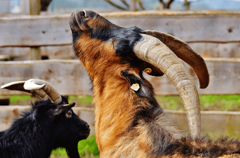 Goats with long horns