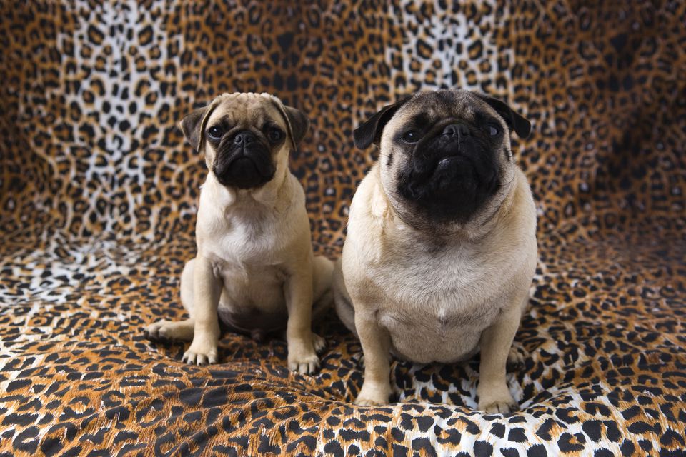 A skinny pug next to a fat pug
