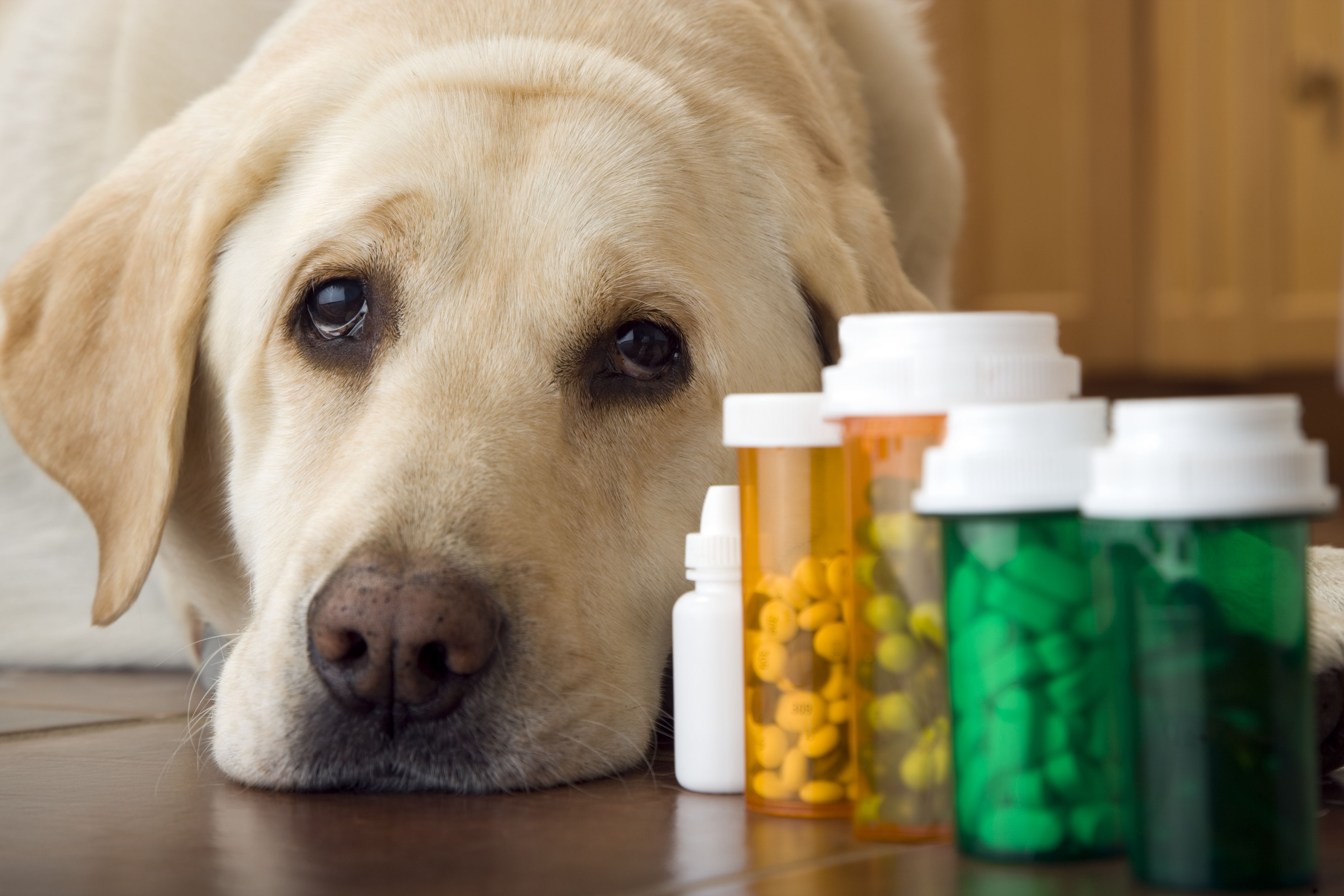 Labrador lying next to bottles of pills and medication