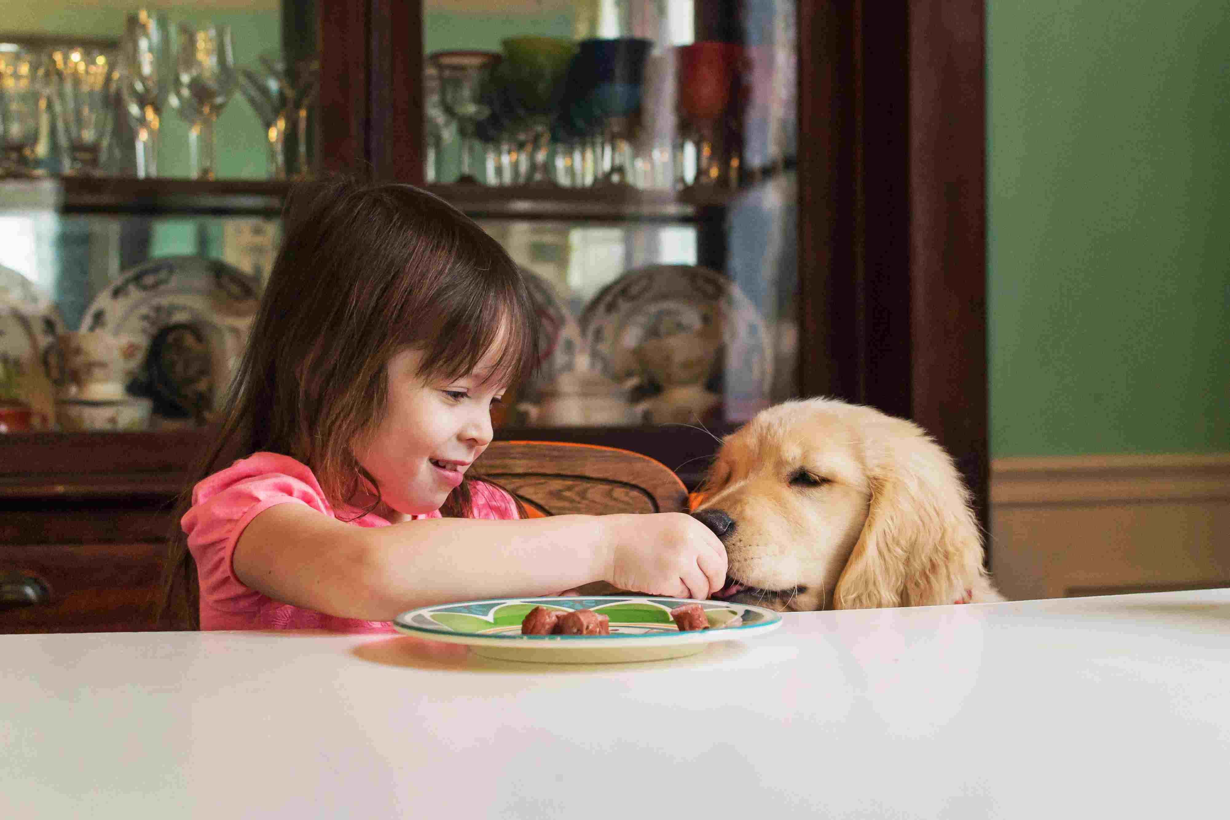 Girl feeding golden retriever puppy at table