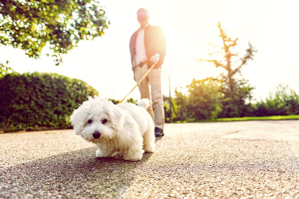 Small white dog walking on pavement in the sun.