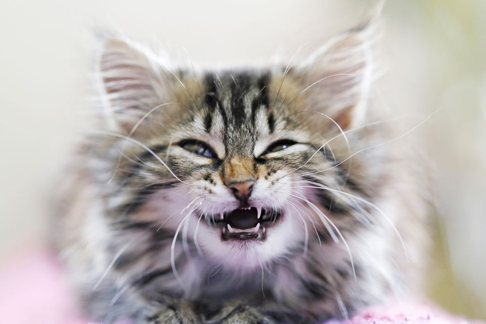 Kitten bearing its teeth
